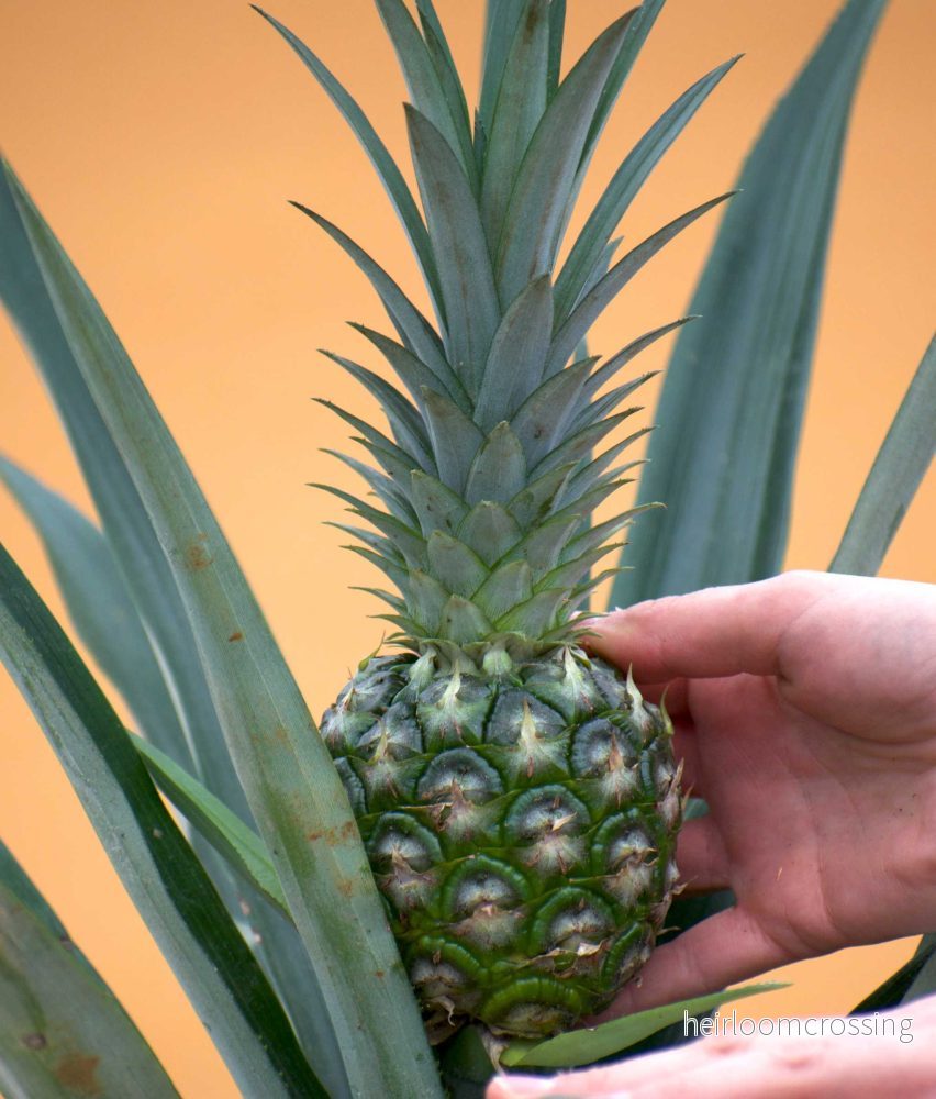 Ananas comosus (ätbar) - Bild 2