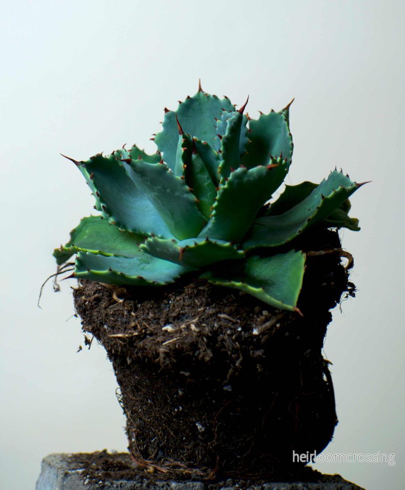 Agave potatorum (Tequila mezcal Agave) - Bild 3