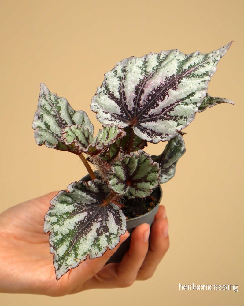 Begonia rex 'Dew drop' - Bild 2
