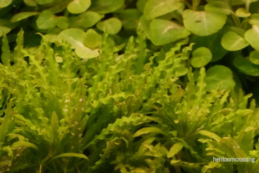 Pogostemon helferi