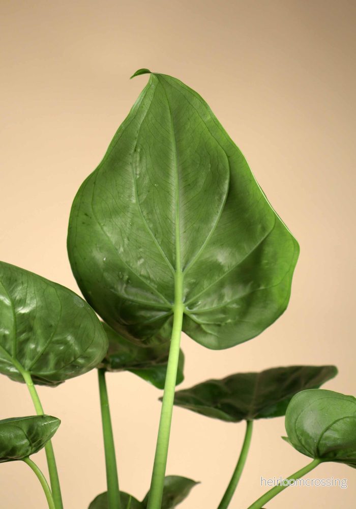 Alocasia cucullata | Tempelsköld - Bild 2