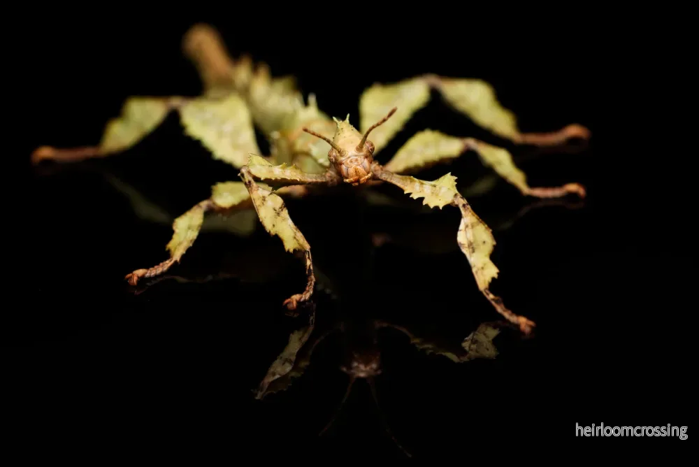 Gårrosgren (Extatosoma tiaratum) Gårrosgren (Extatosoma tiaratum)