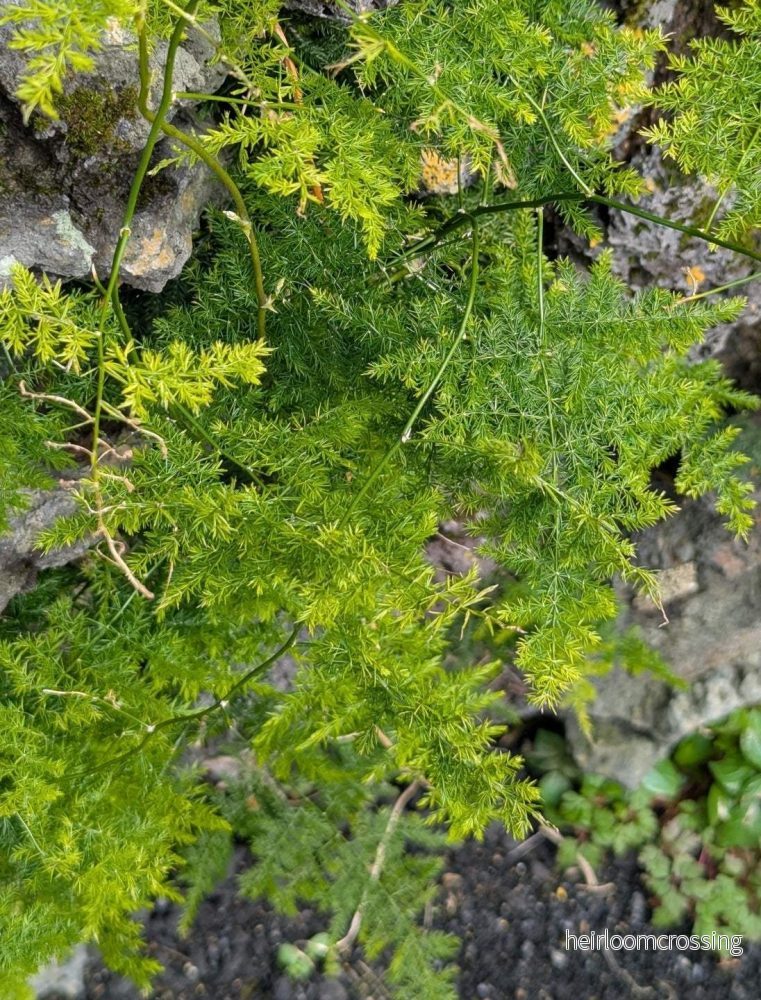 Fjädersparris 'Asparagus setaceus' - Bild 2