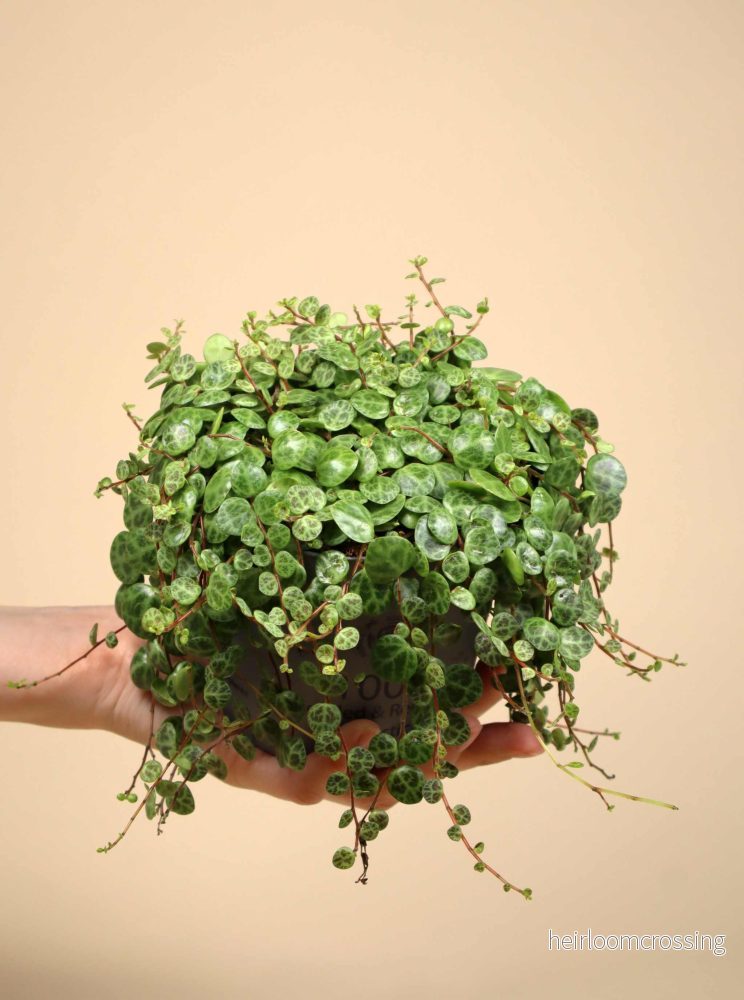 String of turtles 'Peperomia prostrata' - Bild 3