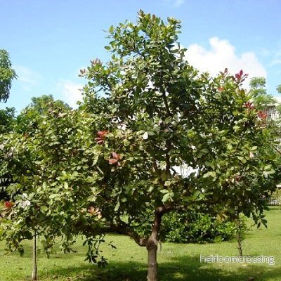 Cashewnötter (Anacardium occidentale) | frön, 3 st.