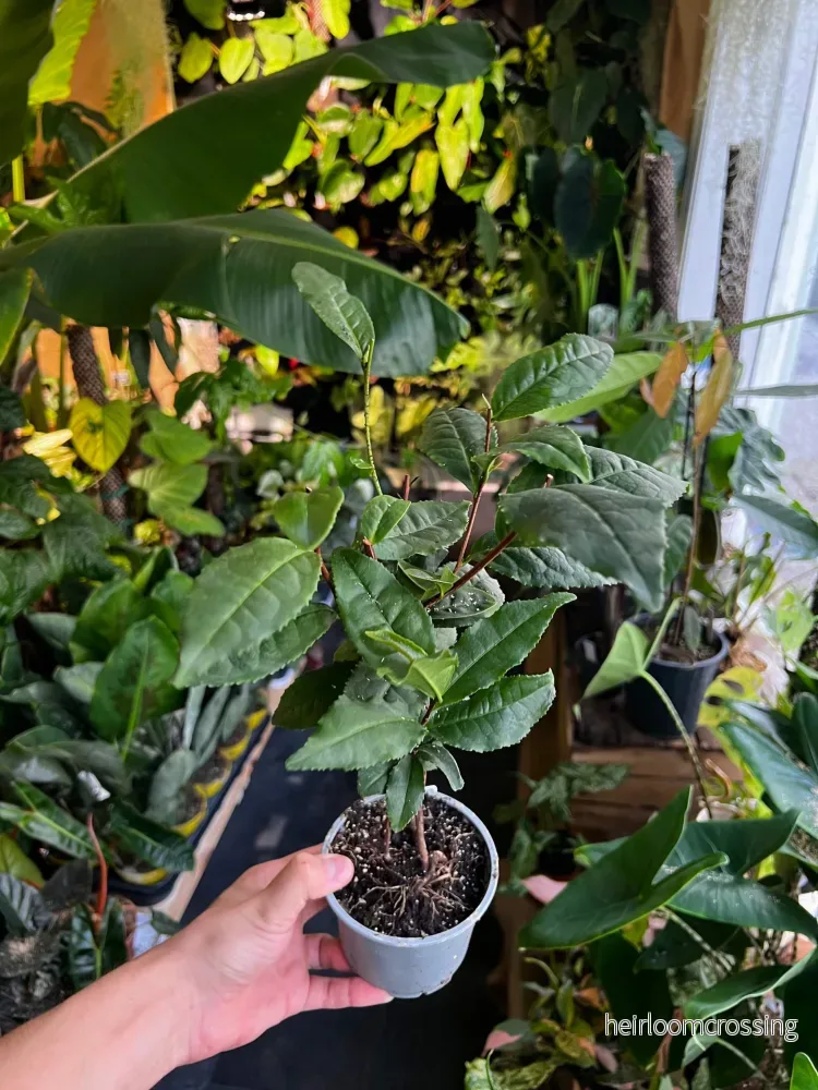 Tebuske 'Camellia sinensis' (frosttålig sort) - Bild 3
