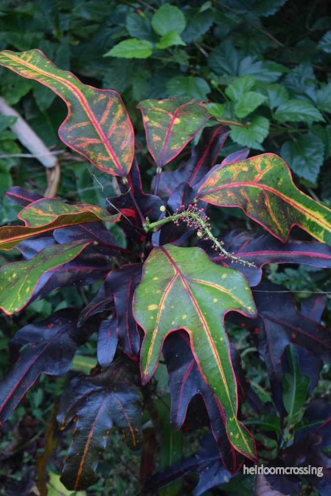 Kroton Mamey | Codiaeum Mamey - Bild 2