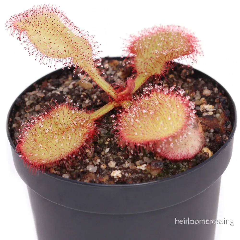 Queensland Sundew (Drosera andromeda) - Bild 3