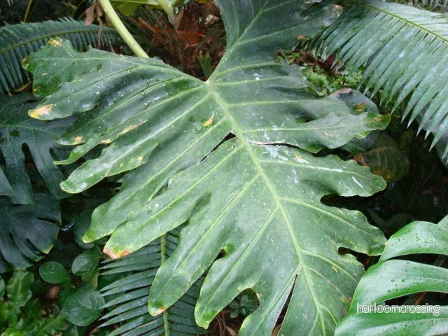 Trädfilodendron (Philodendron bipinnatifidum) | frön, 10 st. - Bild 3