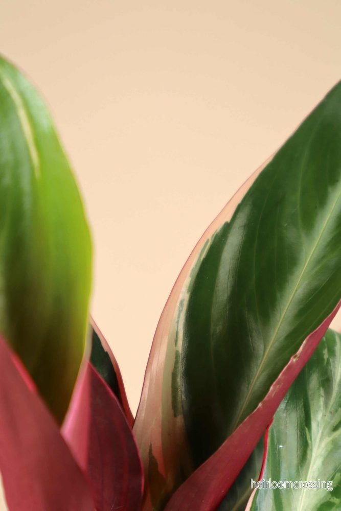 Stromanthe sanguinea 'Triostar' (Broktoppar) - Bild 3