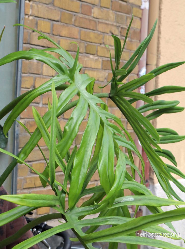 Philodendron elegans - Bild 3