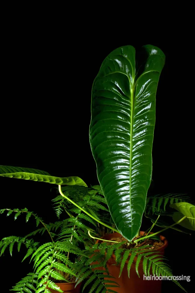 Anthurium veitchii - Bild 2
