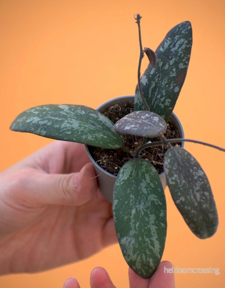 Hoya Sp. Aff Sigillatis Hoya Sp. Aff Sigillatis