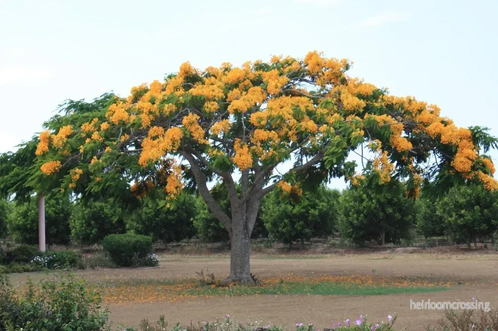 Flamträd (Delonix regia "Flavida") | frön, 5 st.