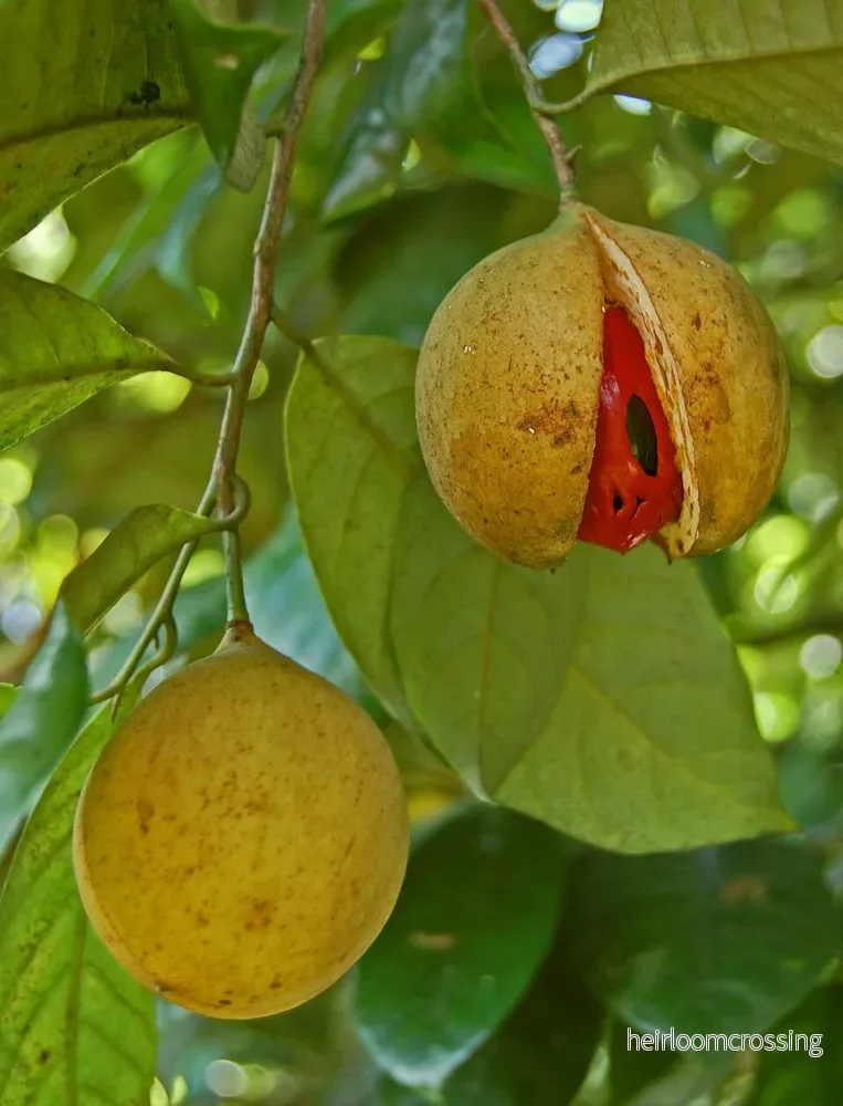 Muskotnötsträd (Myristica fragrans) | frön, 1 st. Muskotnötsträd (Myristica fragrans) | frön, 1 st.