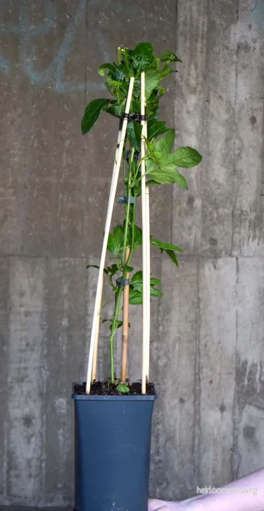 Passionsfrukt 'Passiflora edulis' - Bild 2
