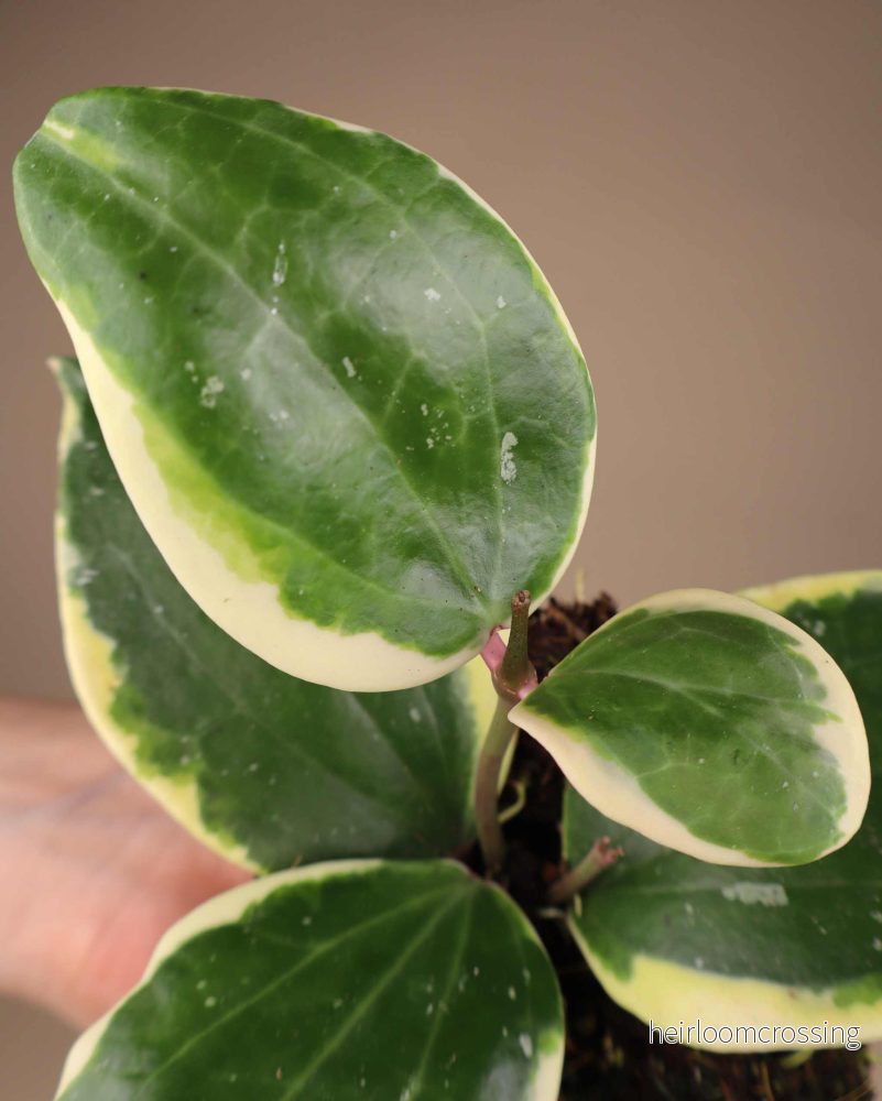 Hoya latifolia 'Albomarginata Round Leaf' - Bild 2