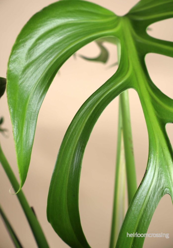 Monstera Burle Marx Flame - Bild 3