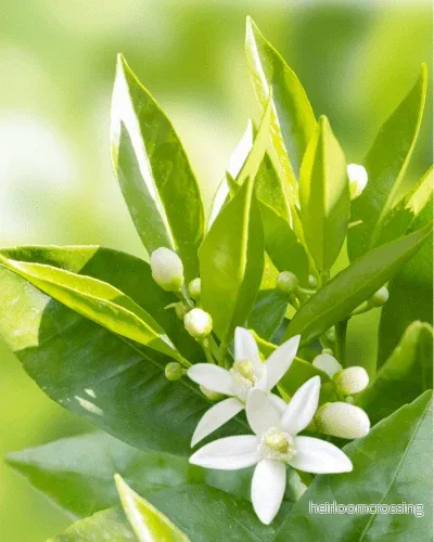 Neroli Rengöringskräm med Vitamin C & E, 200ml - Bild 3