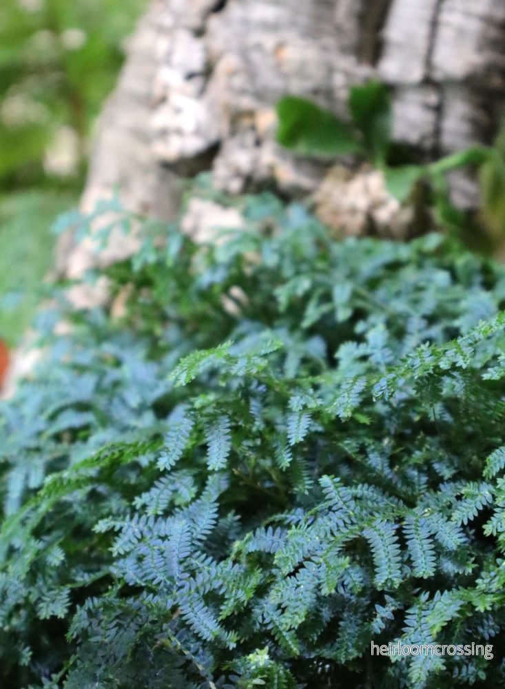 Selaginella uncinata 'Blå mossa'