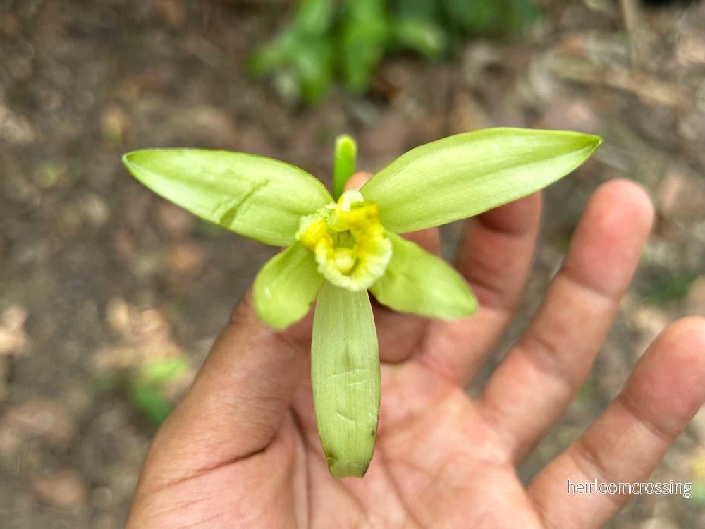 Vaniljorkidé 'Vanilla planifolia' - Bild 2