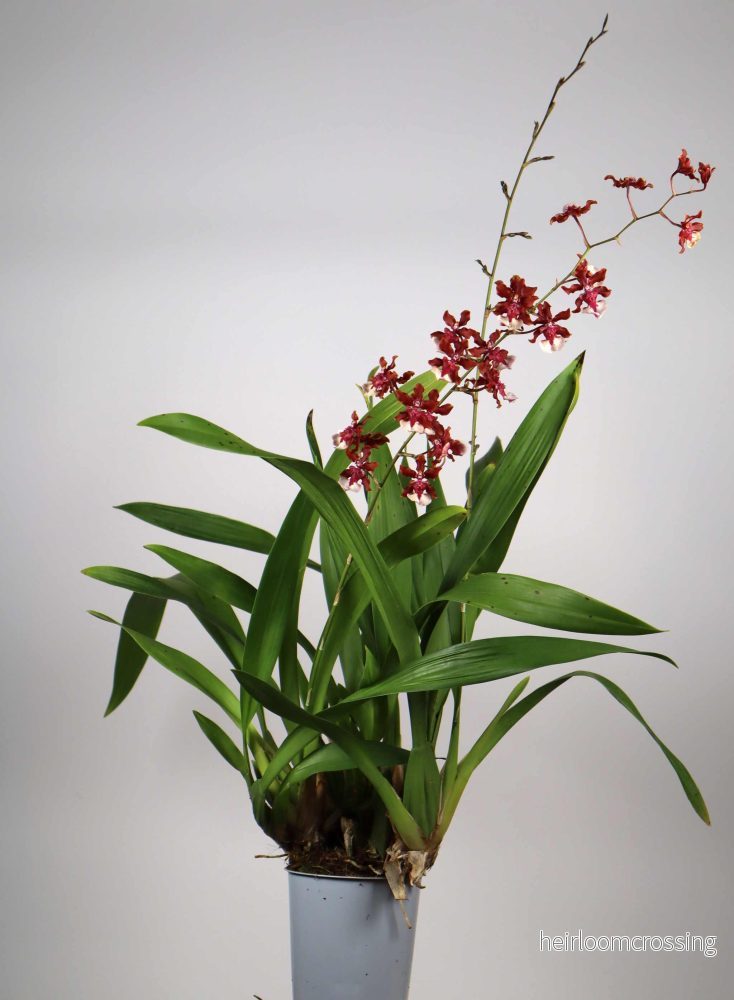 Oncidium 'Sharry Baby' - Bild 2