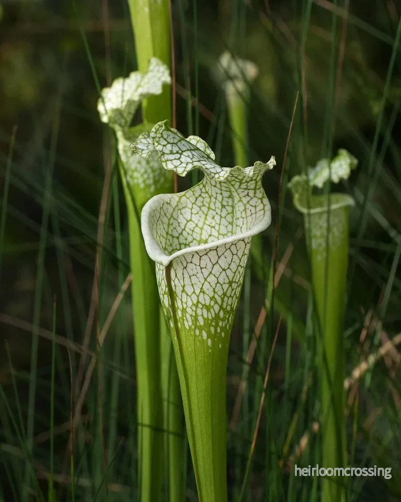 Vit flugtrumpet (Sarracenia leucophylla) | frö, 15 st.