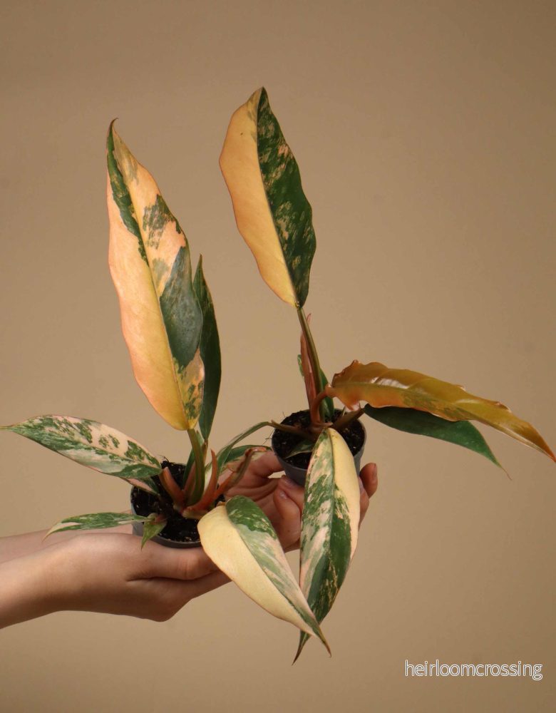 Philodendron Caramel Marble