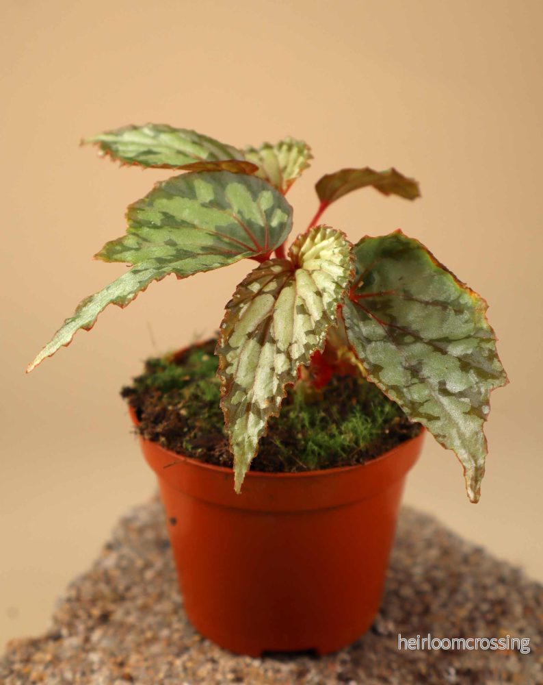Begonia 'Lucifer'