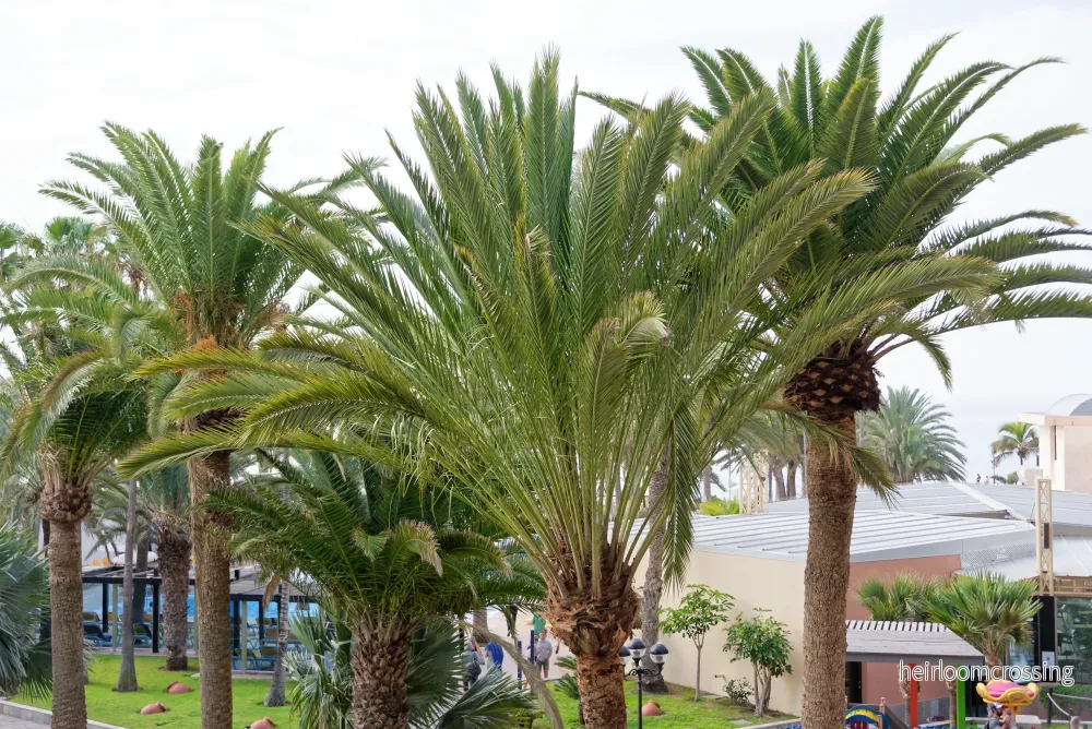 Phoenix palm (Phoenix canariensis) | frön, 10 st.