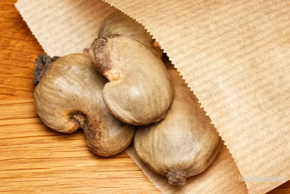 Cashew – Röd fruktad (Anacardium occidentale "Red Fruit") | frö, 3 st. - Bild 2