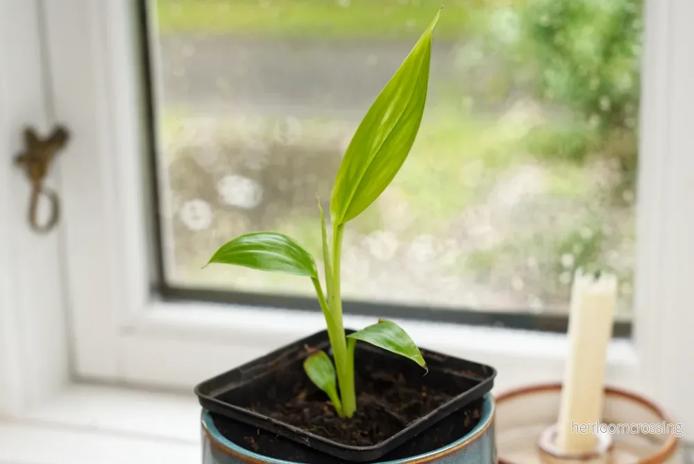 Rosa dvärgbanan (Musa velutina) | växt - Bild 2