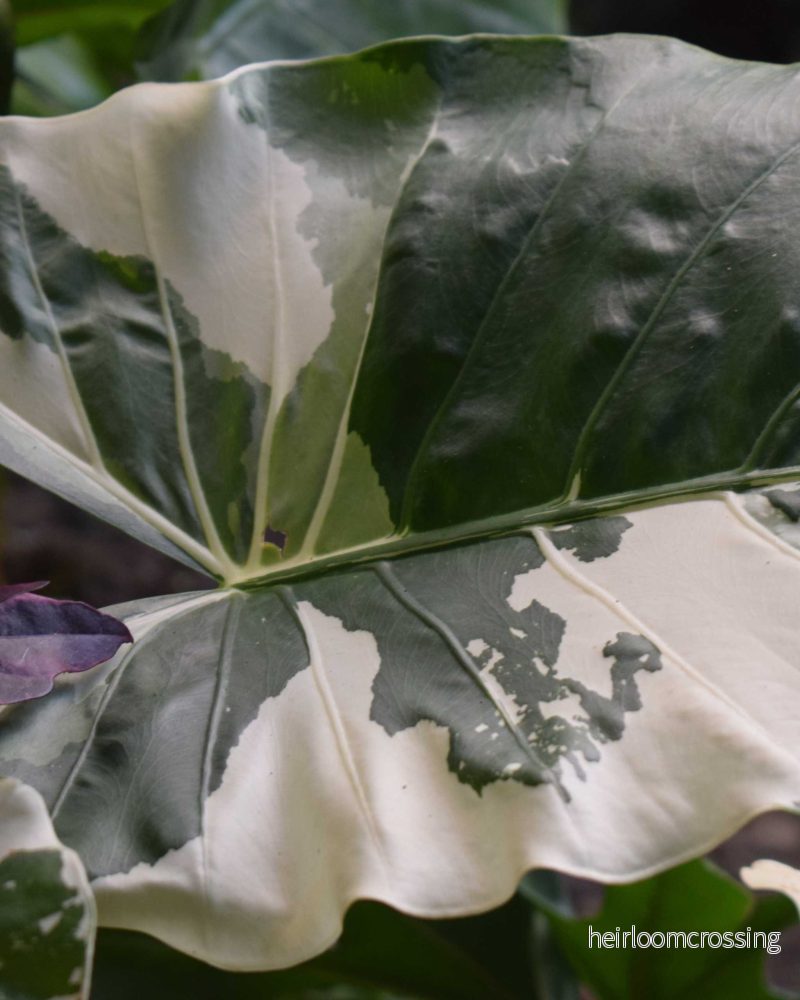 Alocasia macrorrhizos albo variegata Alocasia macrorrhizos albo variegata