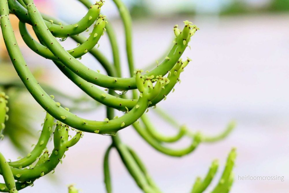 Euphorbia tirucalli 'Pencil Cactus' - Bild 2