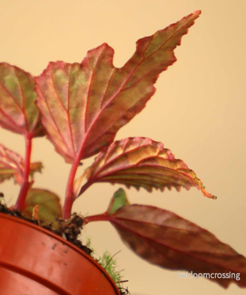 Begonia 'Lucifer' - Bild 3