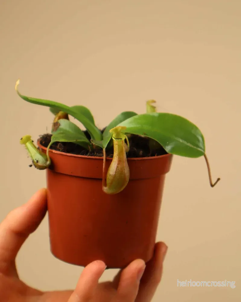 Nepenthes alata 'kannranka' - Bild 2