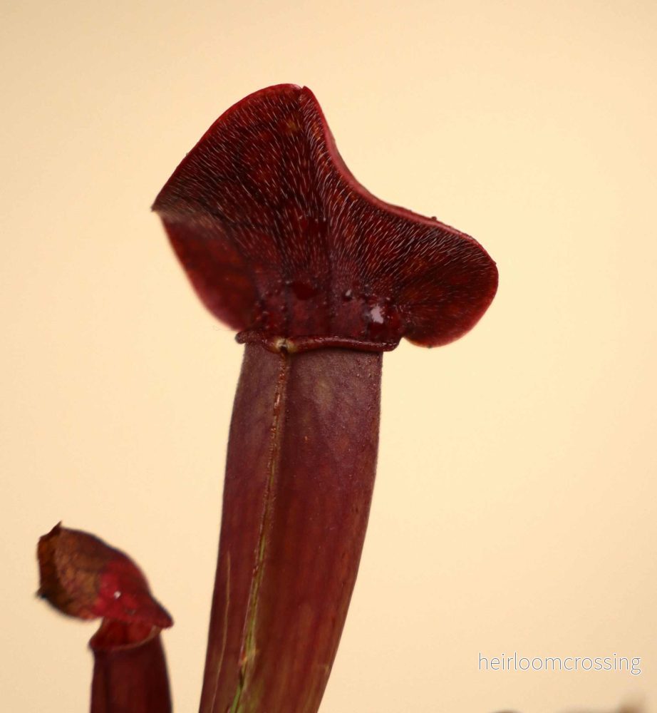 Sarracenia x 'Tess' - Bild 3