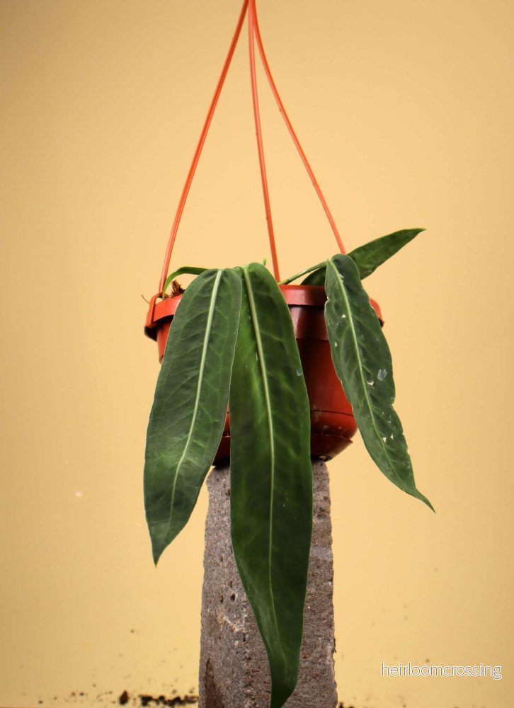 Anthurium pallidiflorum - Bild 3