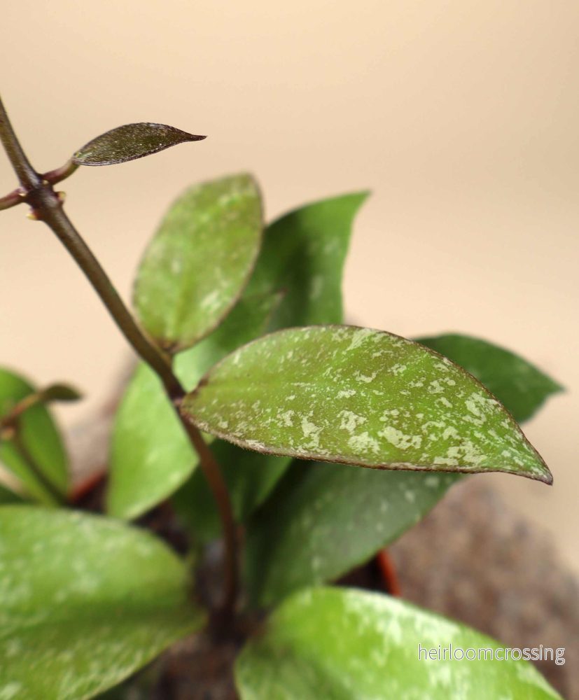 Hoya nabawanensis "splash" - Bild 2
