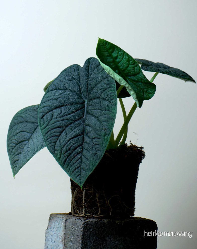 Alocasia melo - Bild 3
