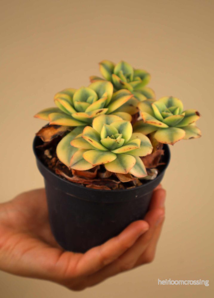 Aeonium 'florescens' | Trädtaklök - Bild 2