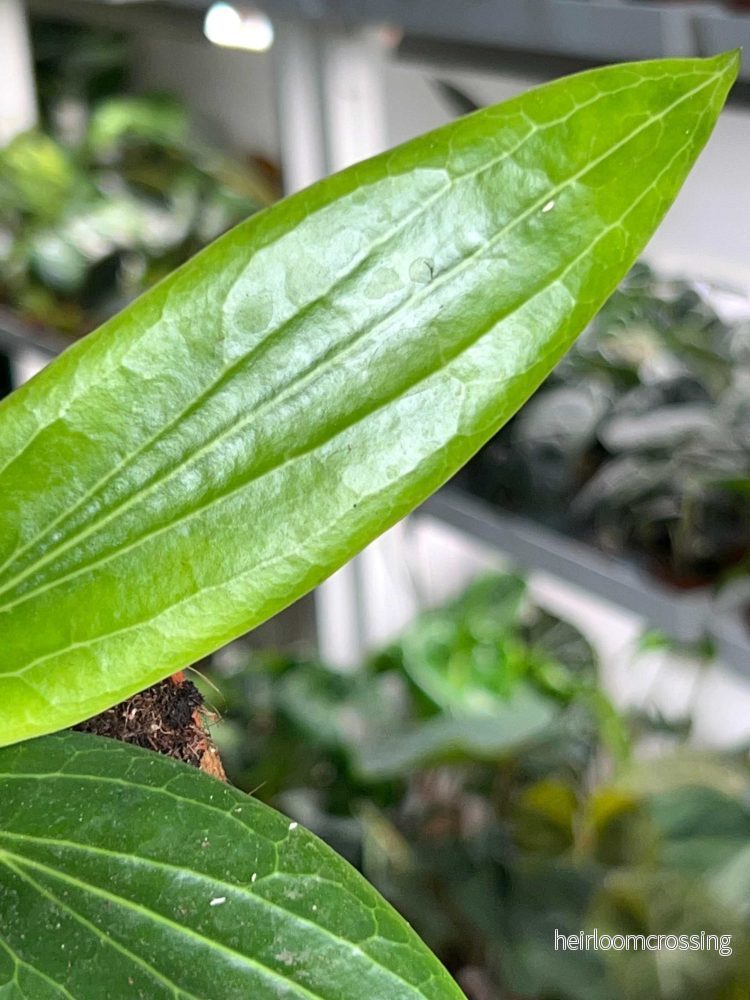 Hoya soligamiana - Bild 3