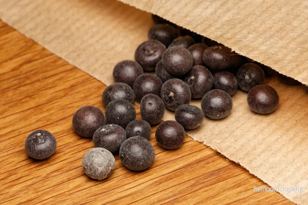 Dvärgpalmetto (Sabal moll) | frön, 10 st. - Bild 2