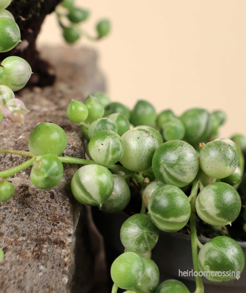 Senecio variegata | Ärtor på tråd, variegerad - Bild 2