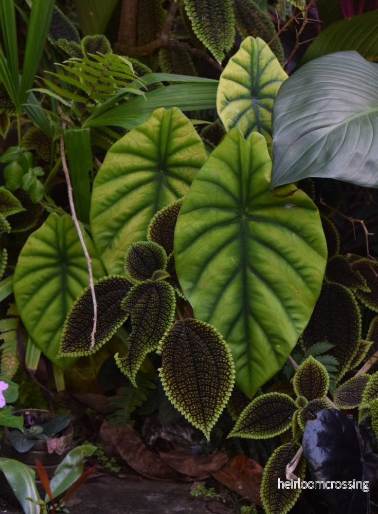 Alocasia clypeolata - Bild 3