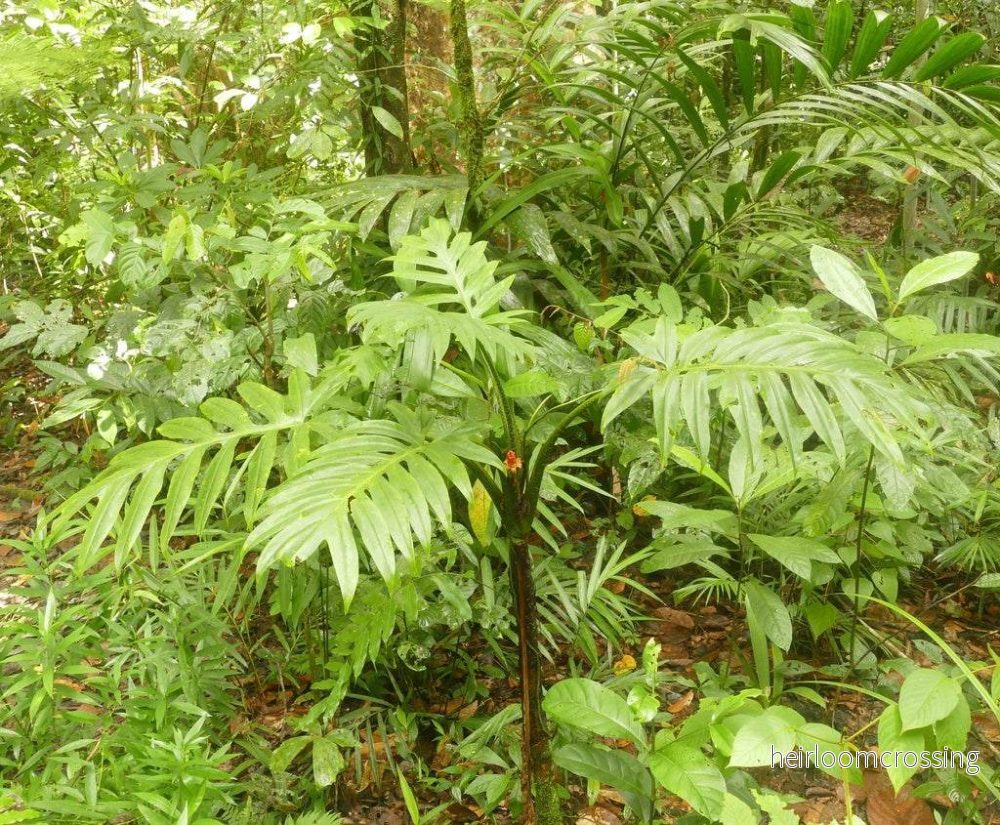Alocasia Brancifolia - Bild 3
