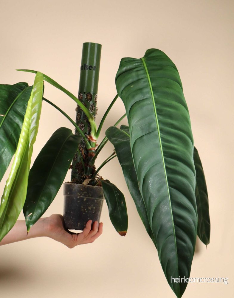 Philodendron patriciae - Bild 2
