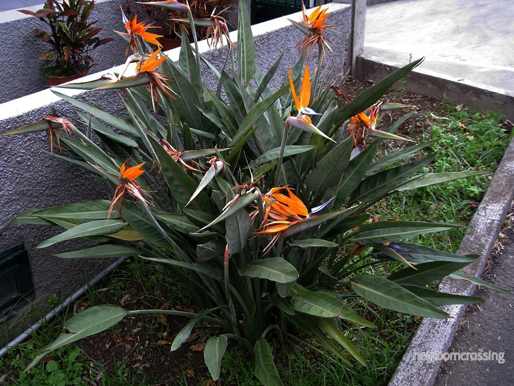 Dvärgparadisblomma (Strelitzia reginae "dvärg") | plantera - Bild 2