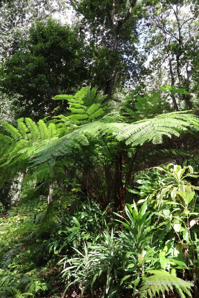 Cyathea tomentosissima | Trädormbunke - Bild 2