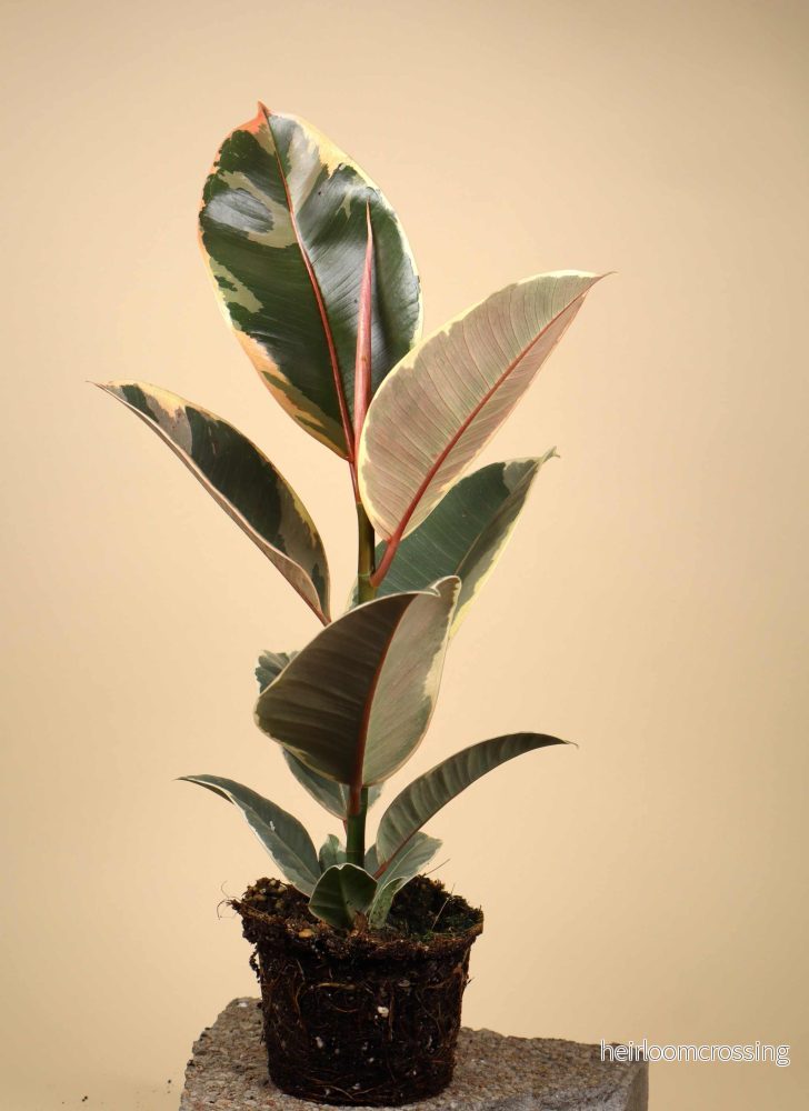 Ficus elastica "Tineke" | Fönsterfikus